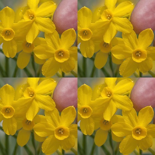 Narcissus 'Baby Boomer'