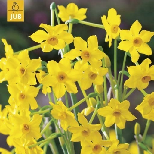 Narcissus 'Baby Boomer'