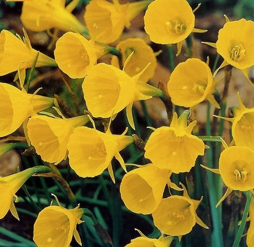 Narcissus bulbocodium conspicuus 'Golden Bells'