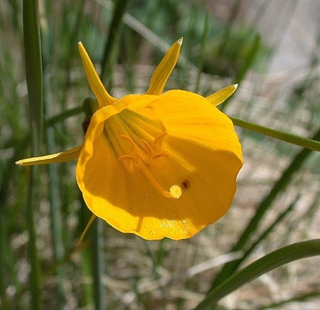 Narcissus bulbocodium conspicuus 'Golden Bells'