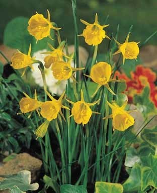 Narcissus bulbocodium conspicuus 'Golden Bells'
