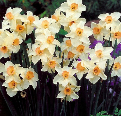 Narcissus 'Bellsong'