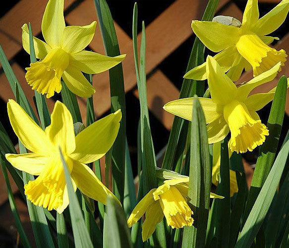 Narcissus 'February Gold'