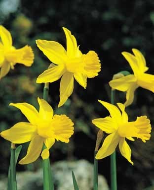 Narcissus 'February Gold'