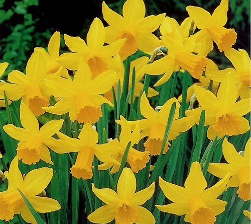 Narcissus 'February Gold'