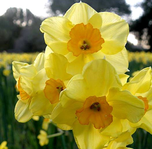 Narcissus 'Golden Dawn'