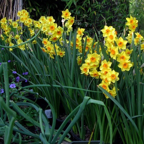 Narcissus 'Golden Dawn'