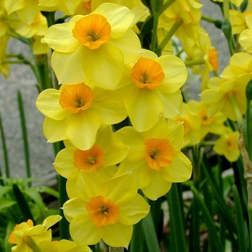 Narcissus 'Golden Dawn'