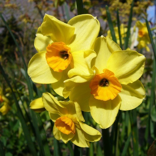 Narcissus 'Golden Dawn'