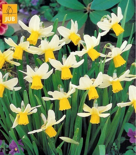 Narcissus 'Golden Echo'