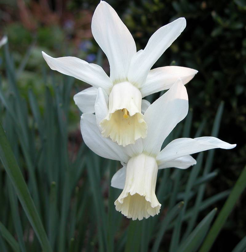 Narcissus 'Jenny' / 'Elka'