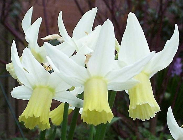Narcissus 'Jenny' / 'Elka'