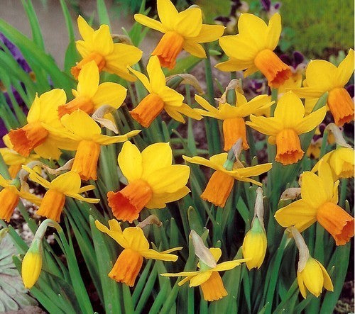 Narcissus 'Jetfire'