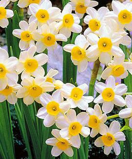 Narcissus 'Lieke'