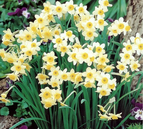 Narcissus 'Minnow'