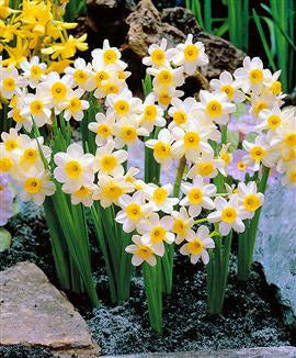 Narcissus 'Minnow'