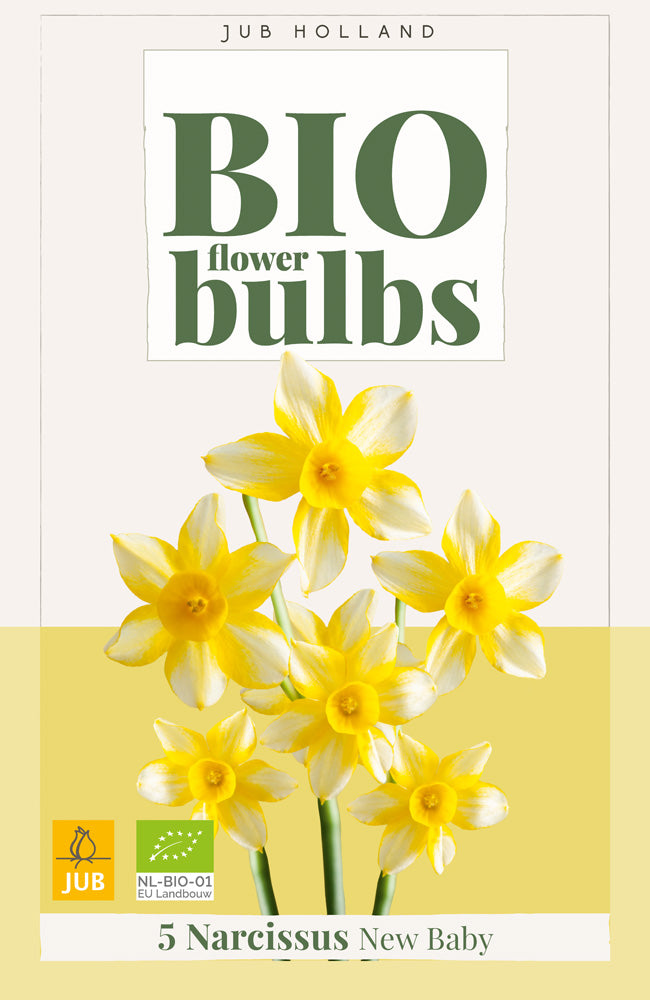 Narcissus 'New Baby'