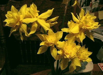 Narcissus x odorus 'Plenus'
