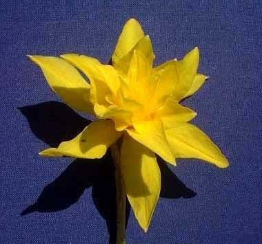 Narcissus x odorus 'Plenus'