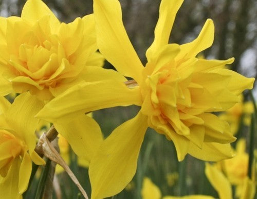 Narcissus x odorus 'Plenus'