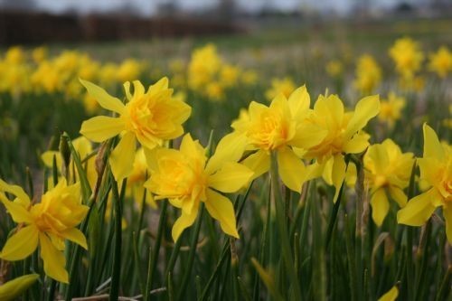 Narcissus x odorus 'Plenus'
