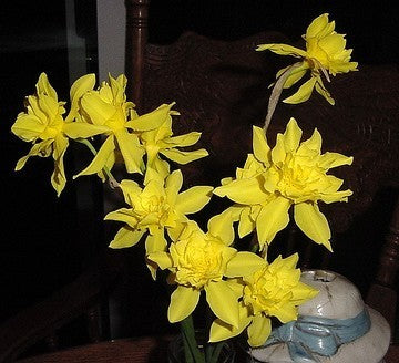 Narcissus x odorus 'Plenus'
