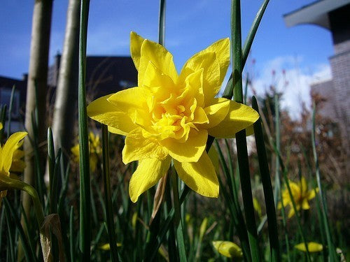 Narcissus x odorus 'Plenus'