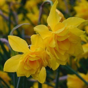 Narcissus x odorus 'Plenus'