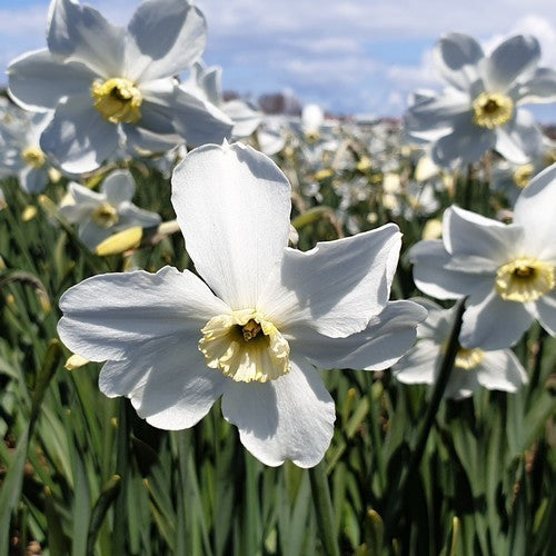 Narcissus 'Polar Ice Jub-Strain'