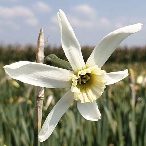 Narcissus 'Polar Ice Jub-Strain'
