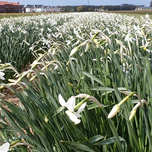 Narcissus 'Polar Ice Jub-Strain'