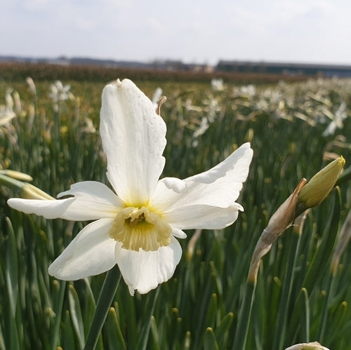 Narcissus 'Polar Ice Jub-Strain'