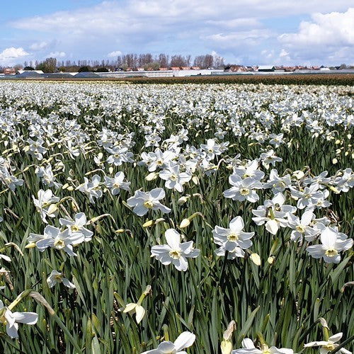 Narcissus 'Polar Ice Jub-Strain'