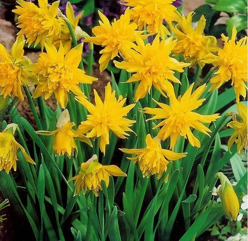 Narcissus minor pumilus plenus 'Rip van Winkle'