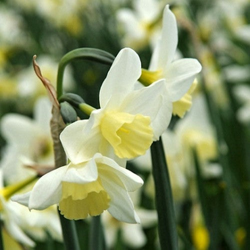 Narcissus 'Sailboat'