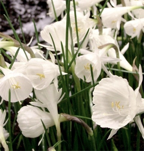 Narcissus bulbocodium x cantabricus 'White Petticoat'