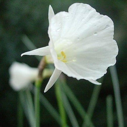 Narcissus bulbocodium x cantabricus 'White Petticoat'