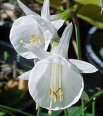 Narcissus bulbocodium x cantabricus 'White Petticoat'