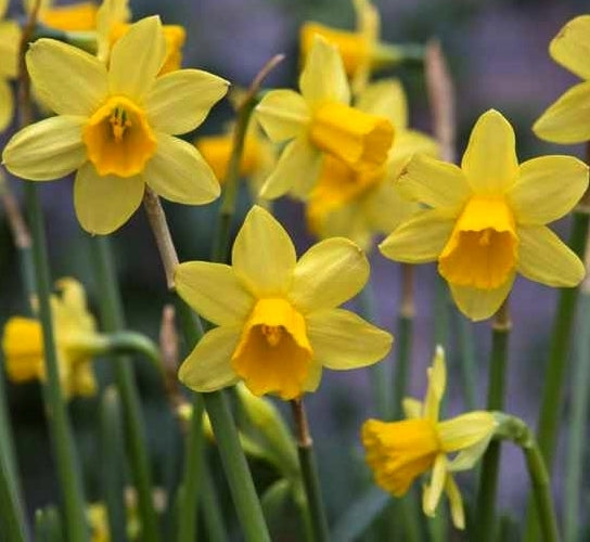 Narcissus 'Tête-À-Tête'