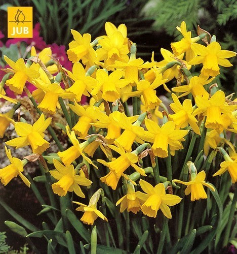 Narcissus 'Tête-à-tête'