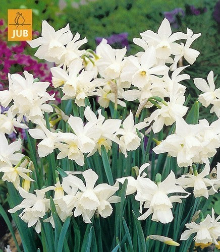 Narcissus 'Thalia'