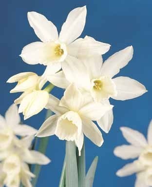 Narcissus 'Thalia'