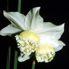 Narcissus 'White Marvel'