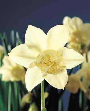Narcissus 'White Marvel'