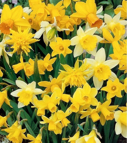 Narcissus 'Botanical Mix'