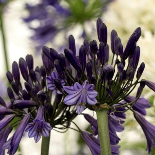 Agapanthus africanus 'Black Pantha'