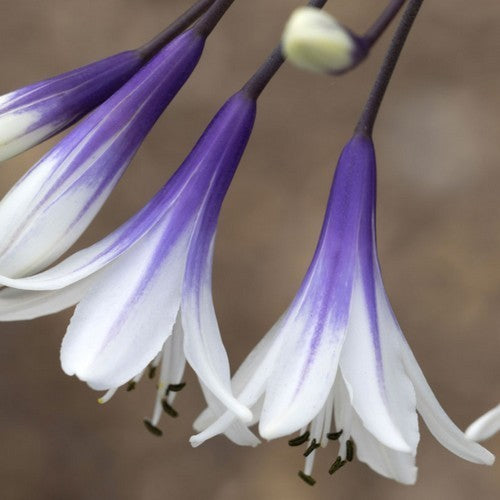 Agapanthus africanus 'Fireworks'