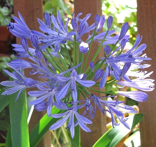 Agapanthus africanus 'Peter Pan'