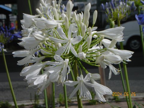 Agapanthus africanus 'Polar Ice'