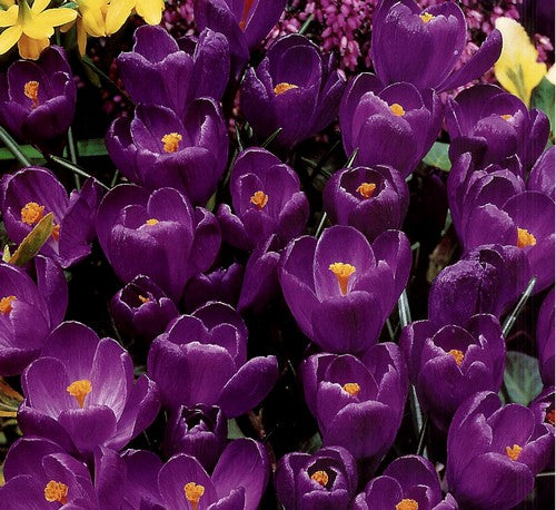 Crocus 'Flower Record'